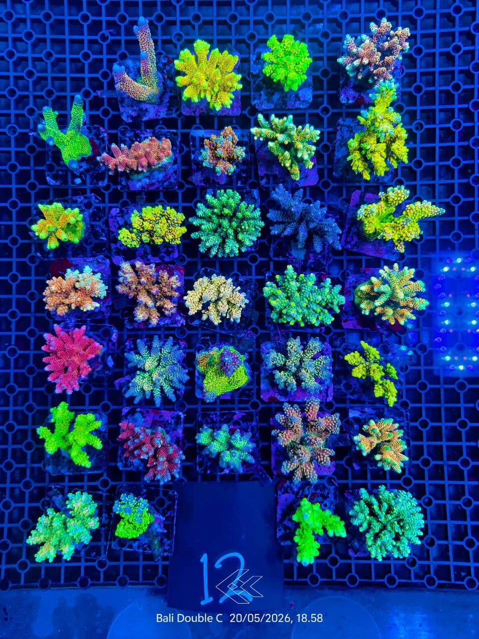 CORAL – Two Corals Aquatics