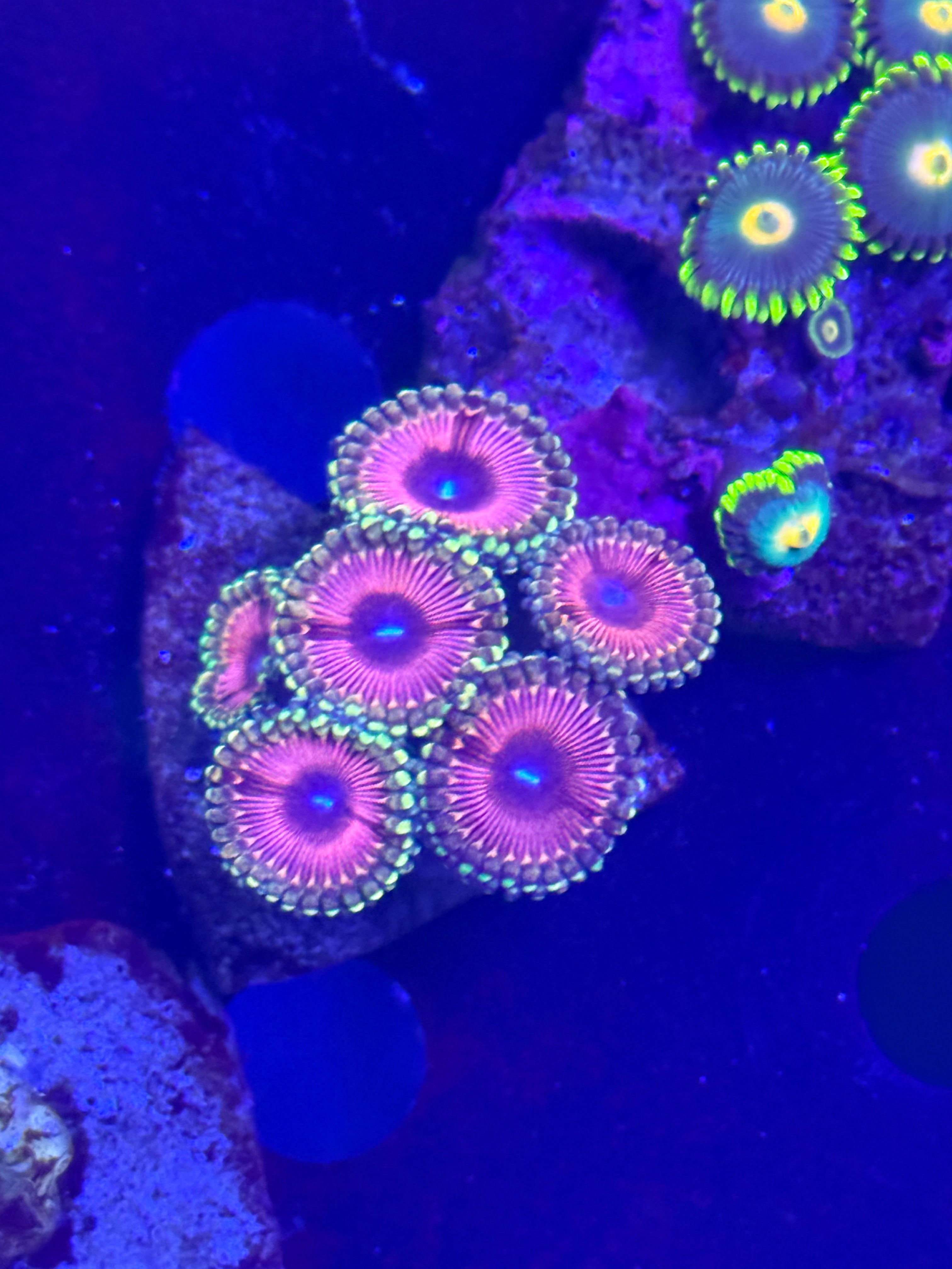 Two Corals Aquatics