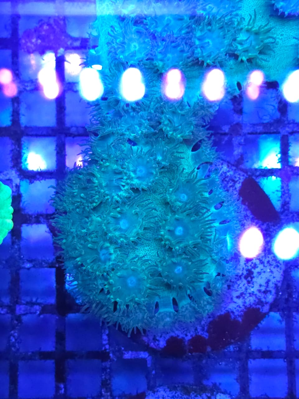Two Corals Aquatics