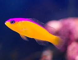 Two Corals Aquatics