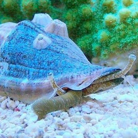 Two Corals Aquatics