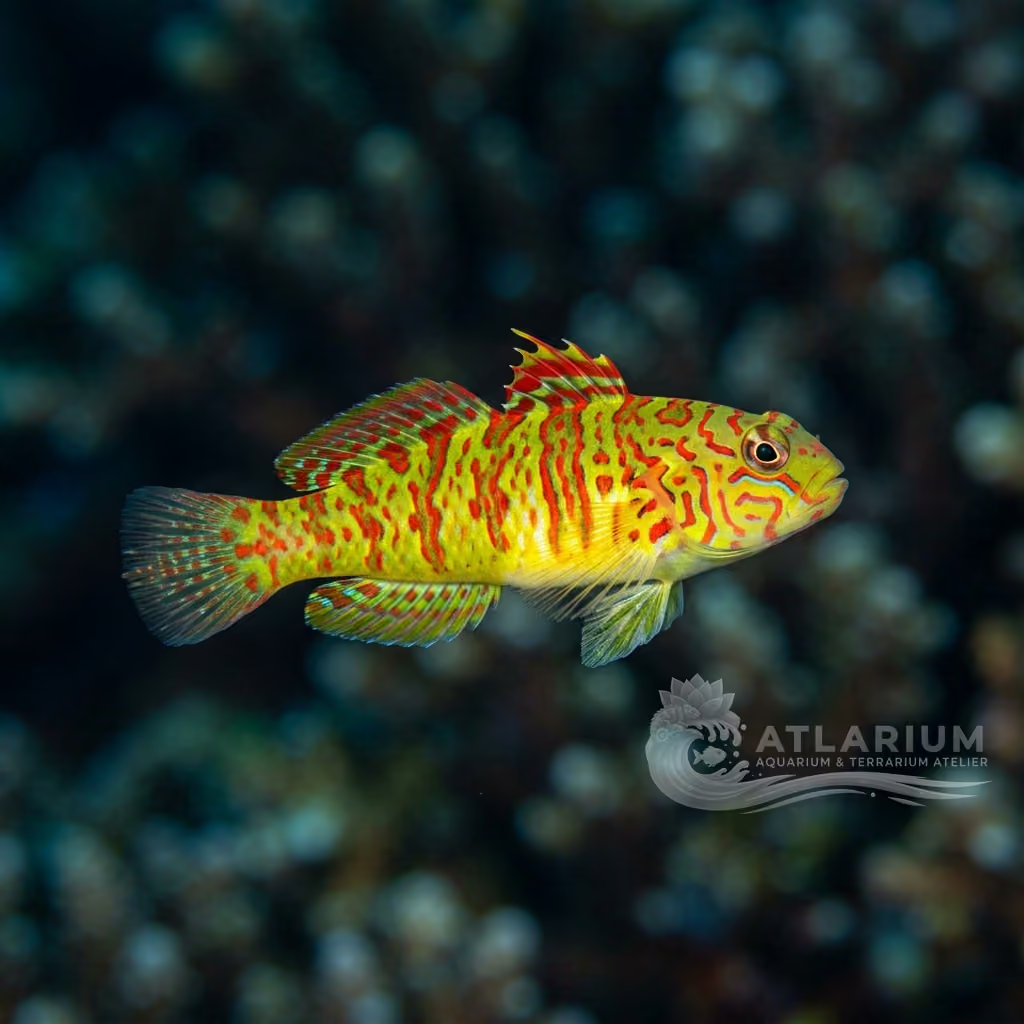 Two Corals Aquatics