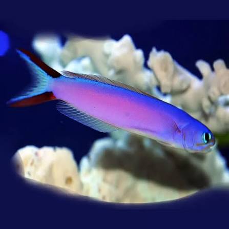 Two Corals Aquatics