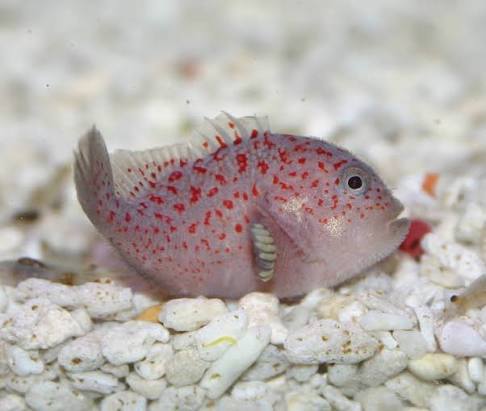 Two Corals Aquatics