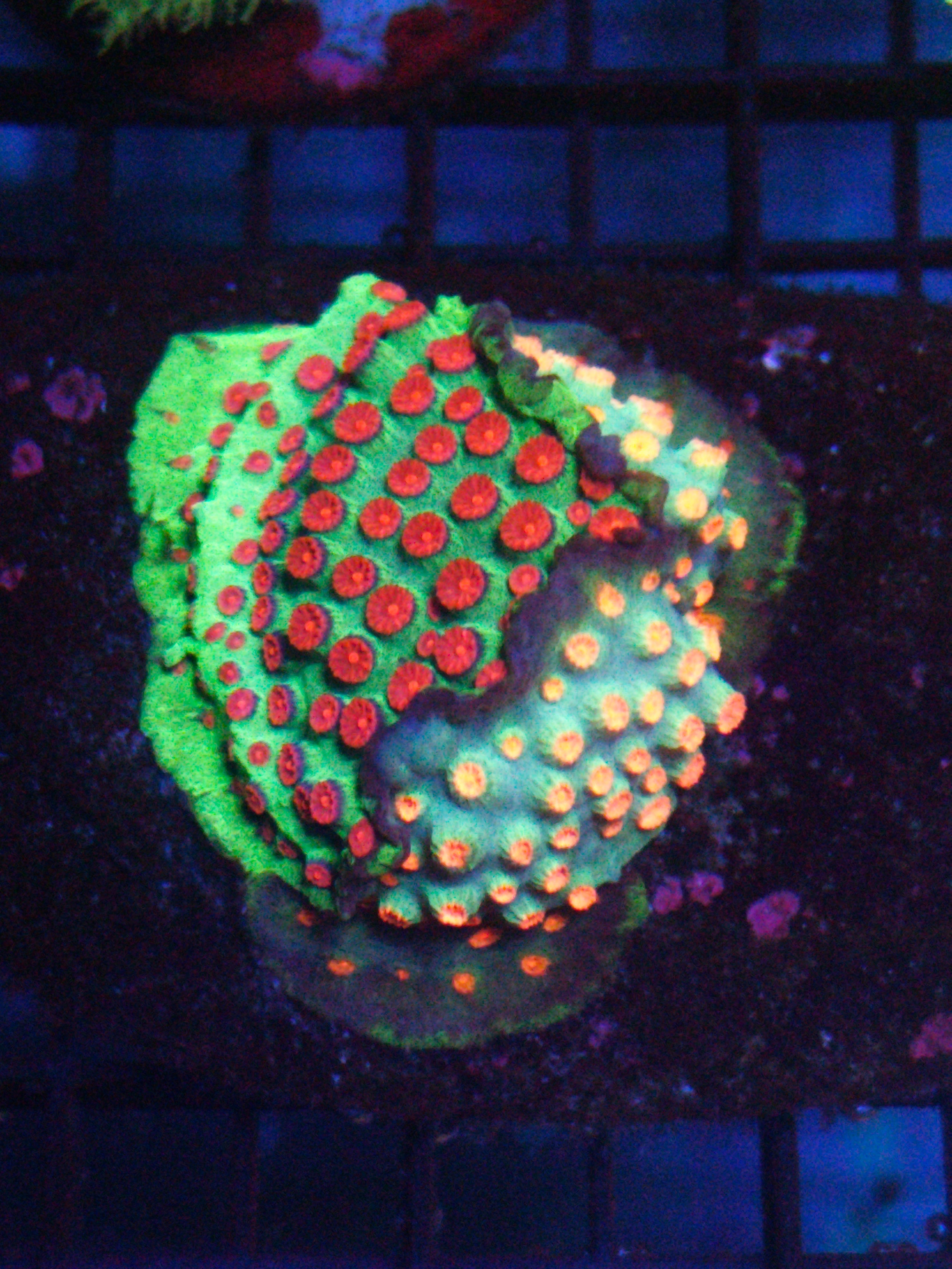 Two Corals Aquatics