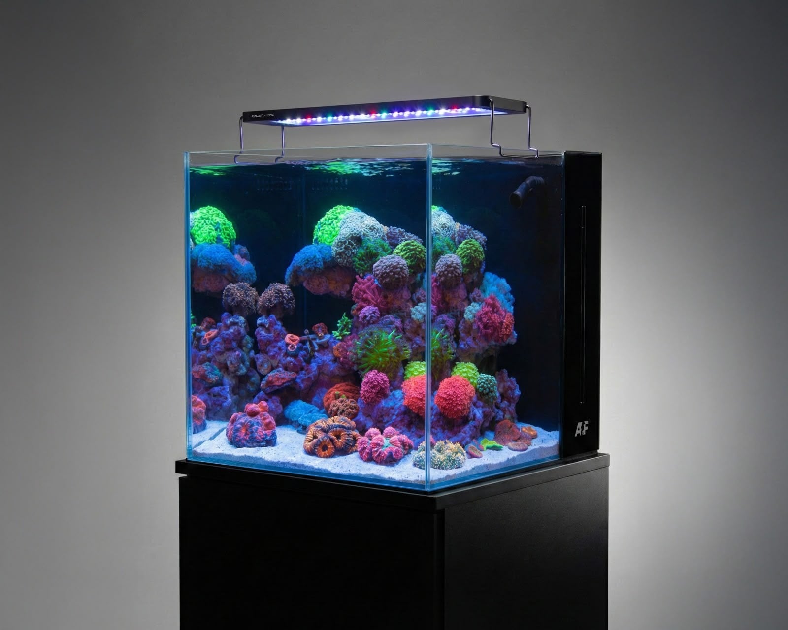 Two Corals Aquatics
