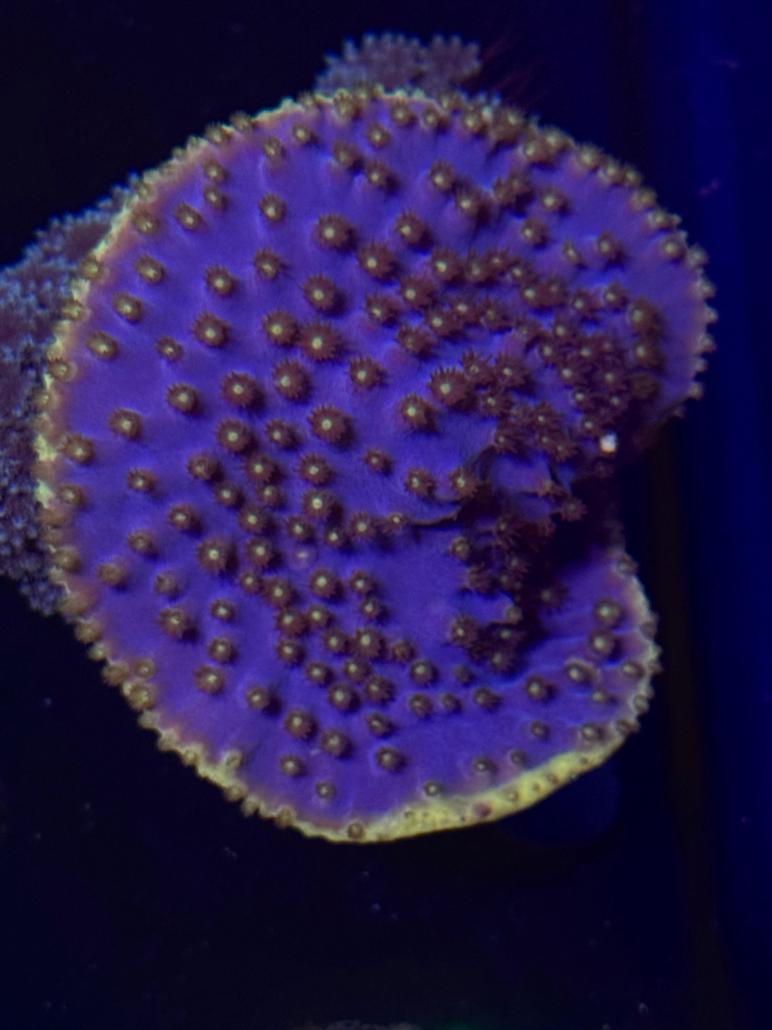 Two Corals Aquatics