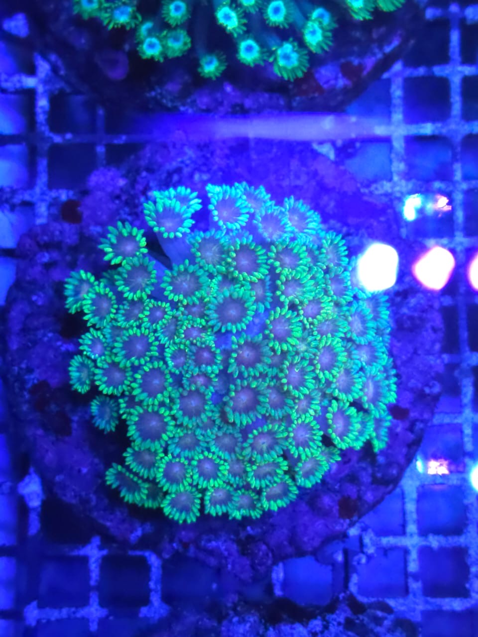 Two Corals Aquatics
