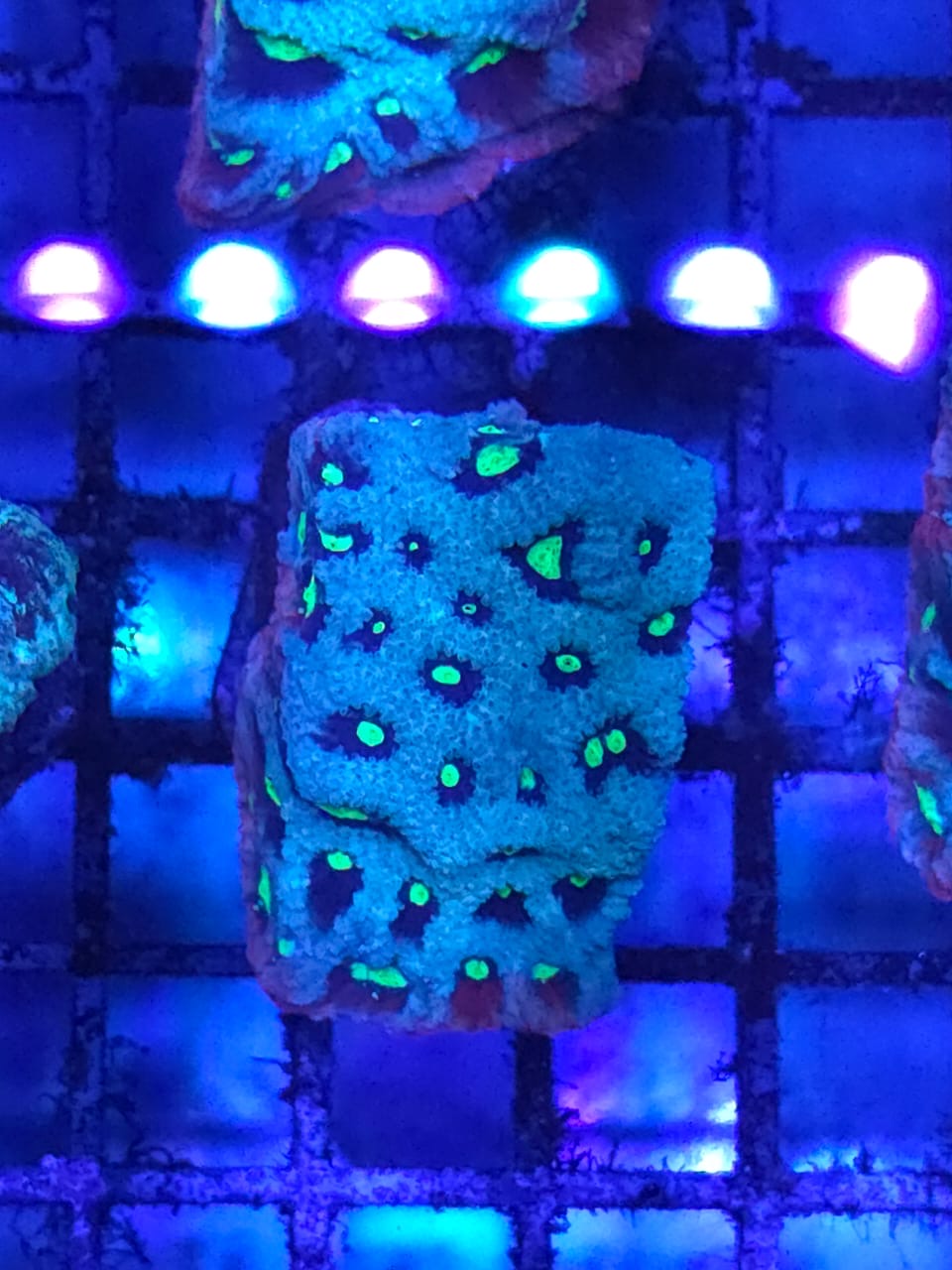 Two Corals Aquatics