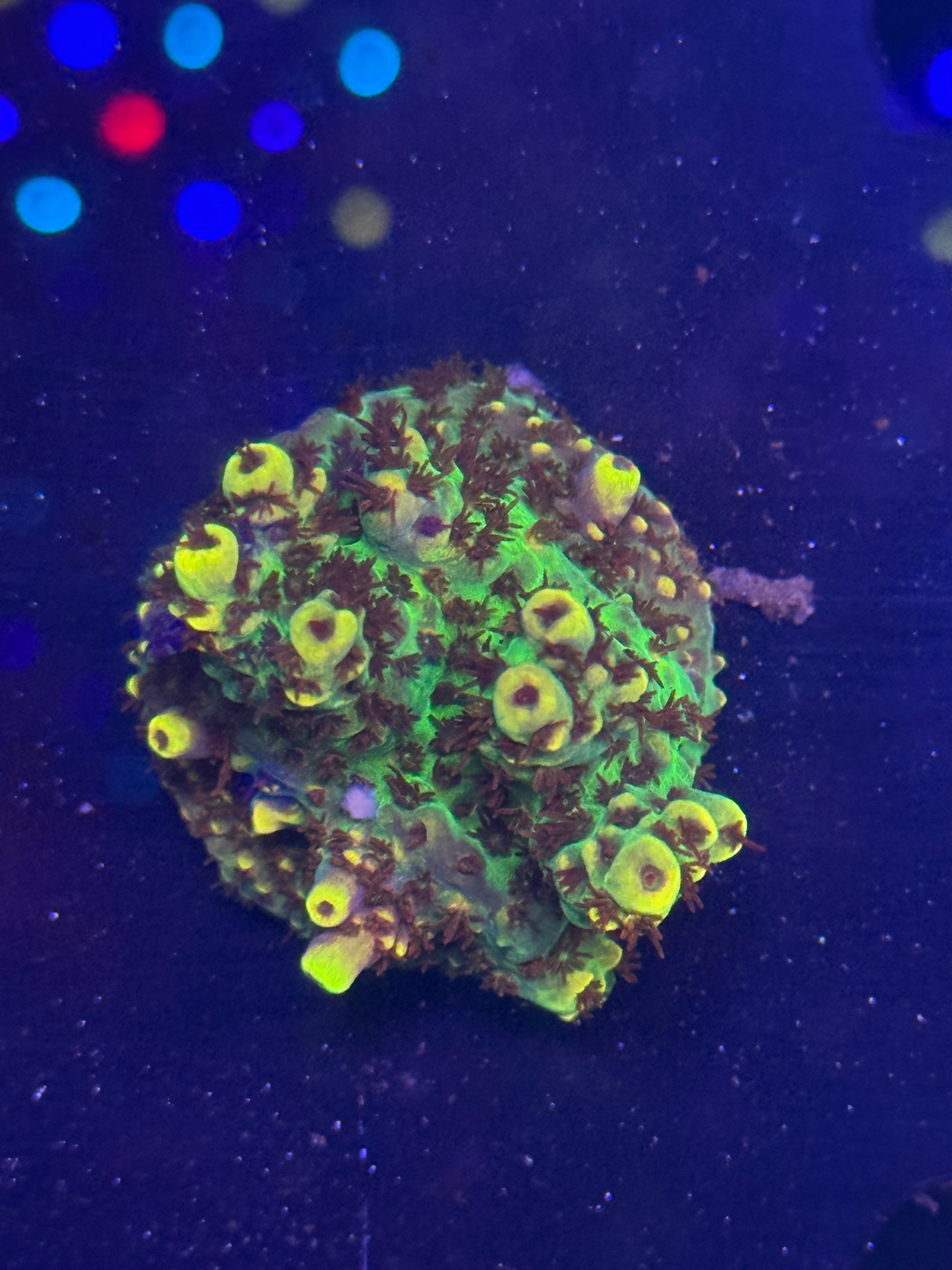 Two Corals Aquatics