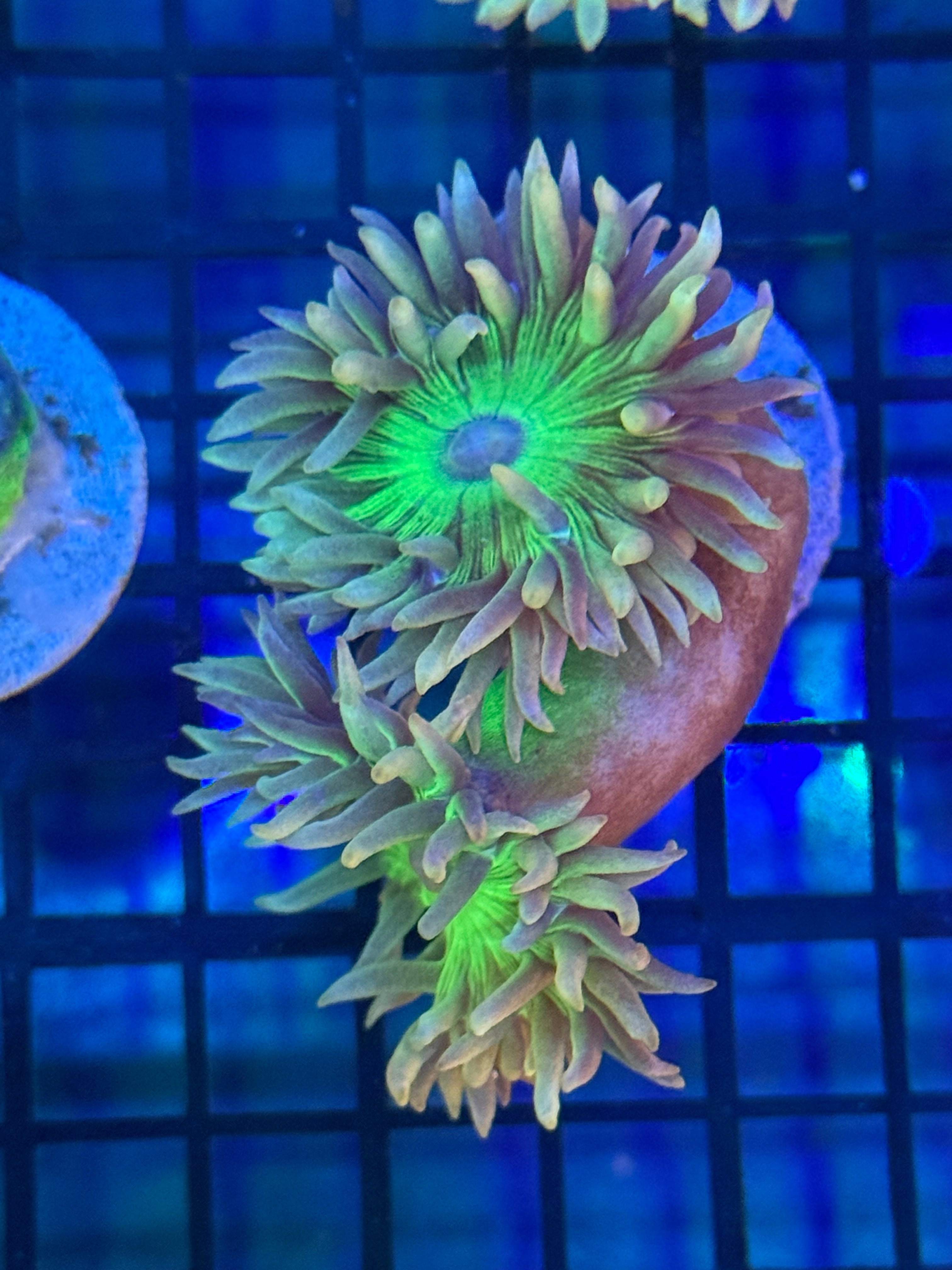 Two Corals Aquatics