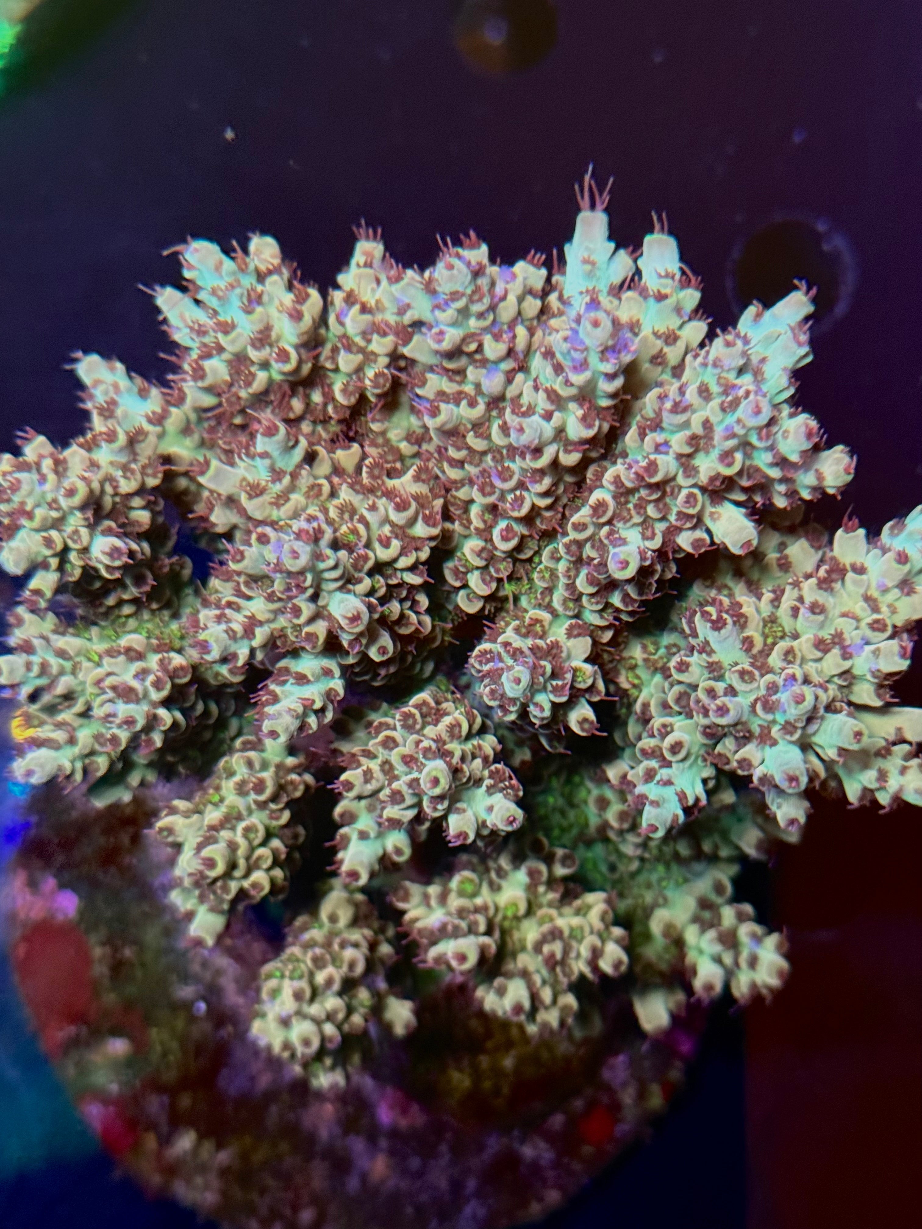 Two Corals Aquatics