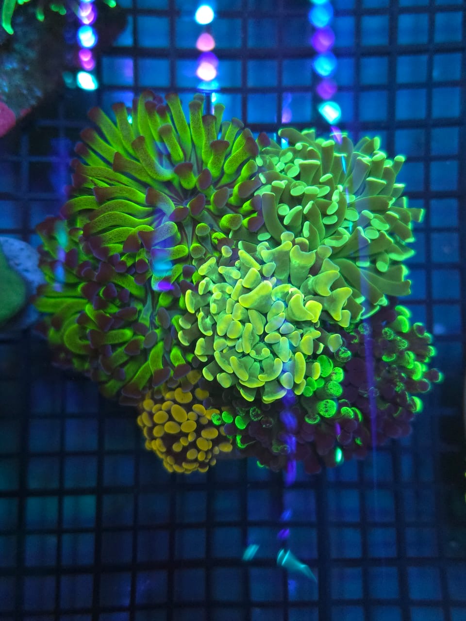 Two Corals Aquatics