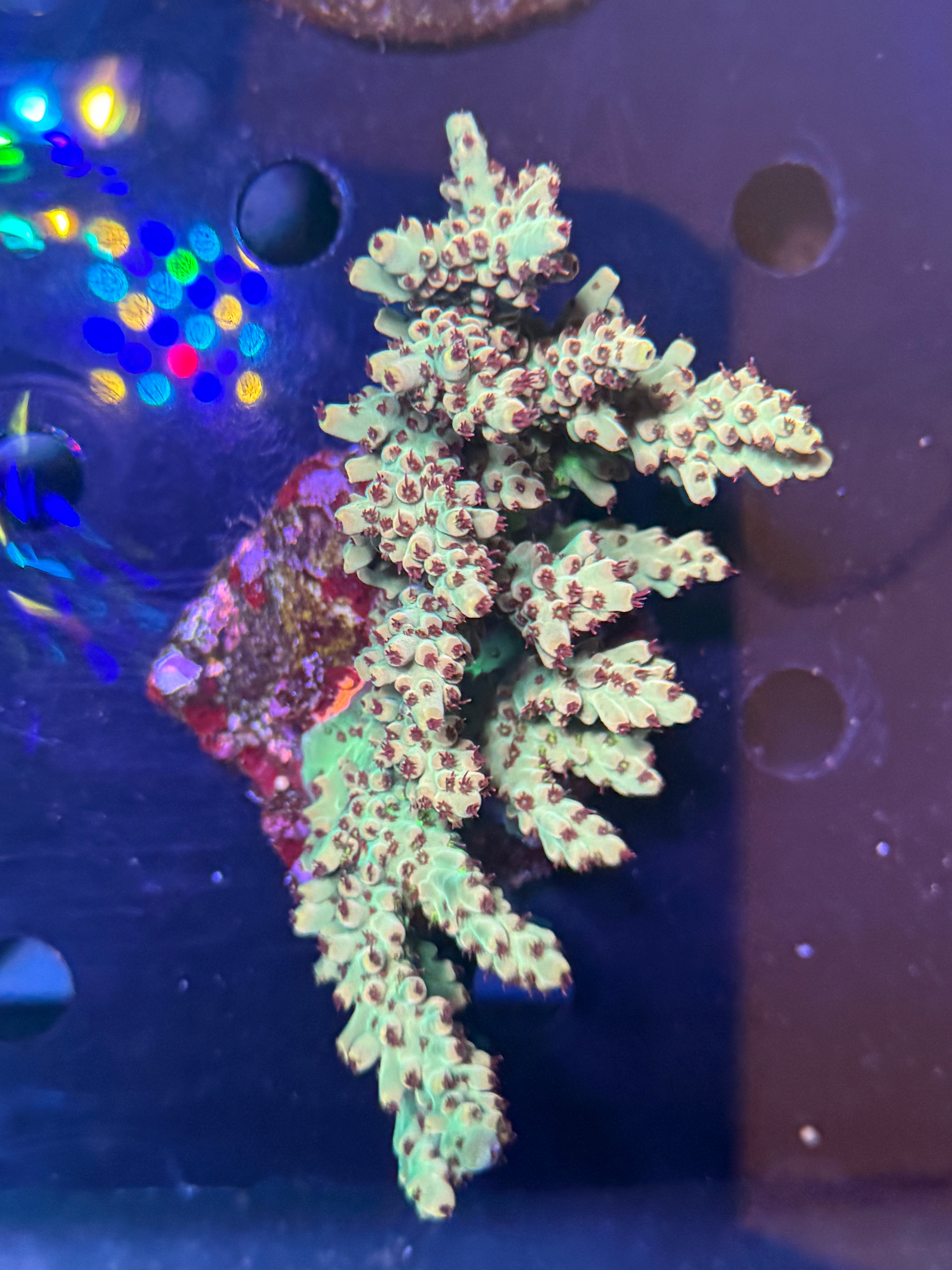 Two Corals Aquatics
