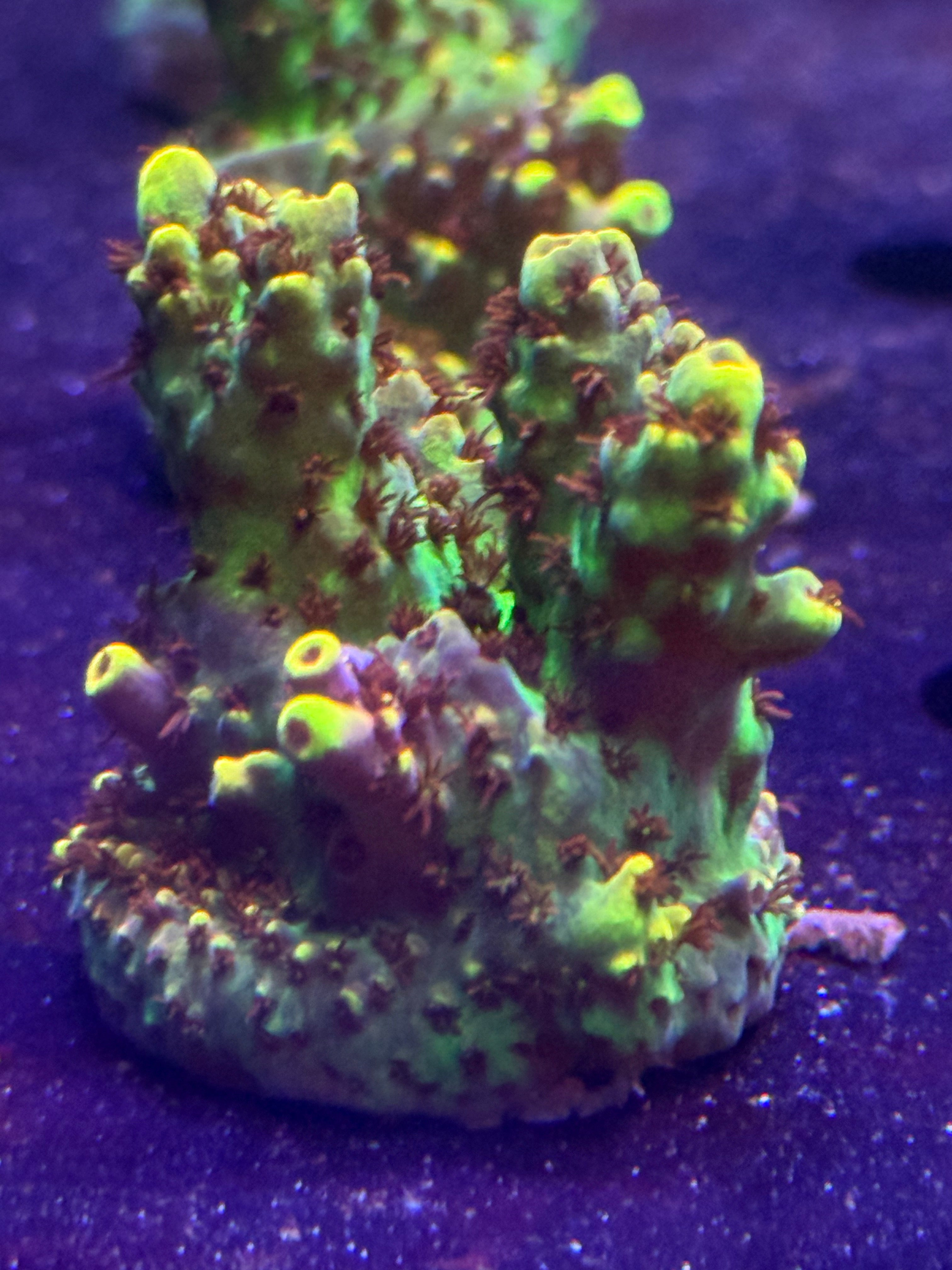 Two Corals Aquatics