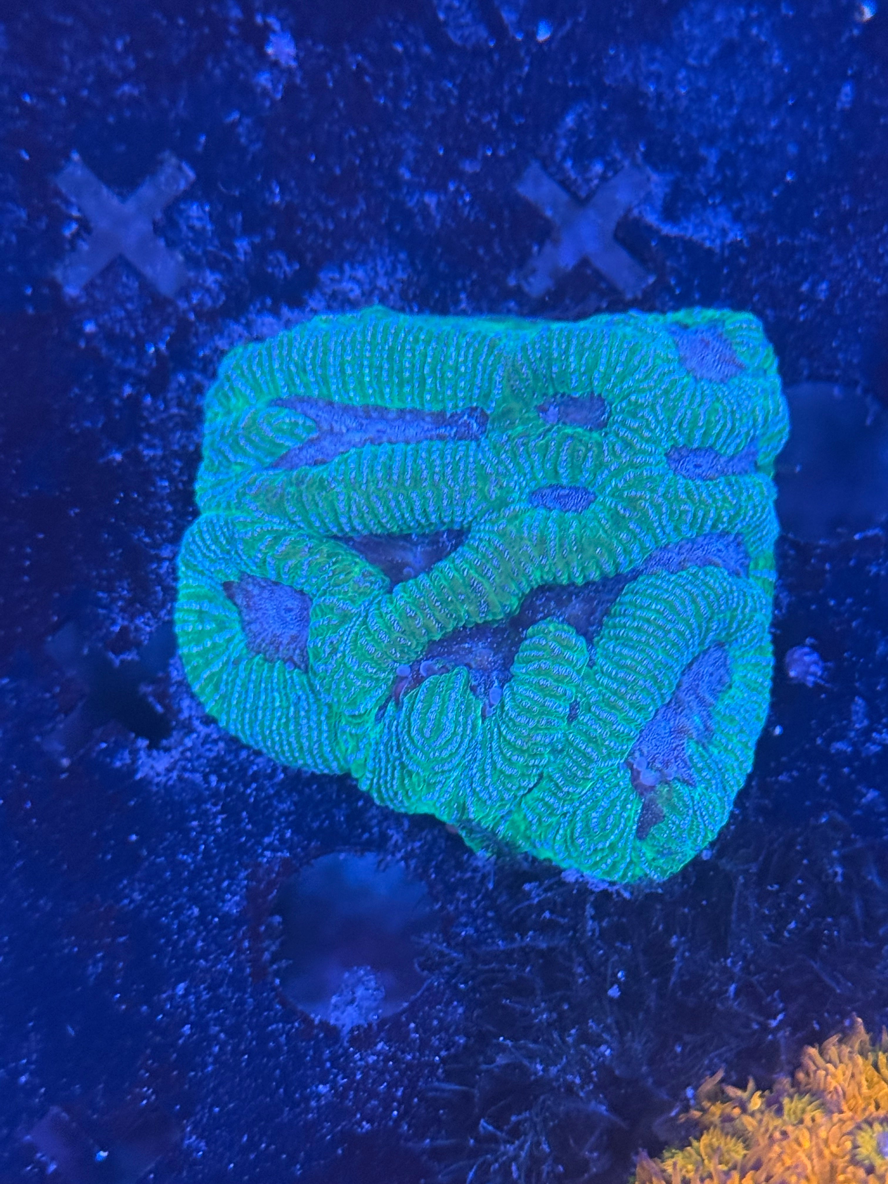 Maize Brain Coral – Two Corals Aquatics