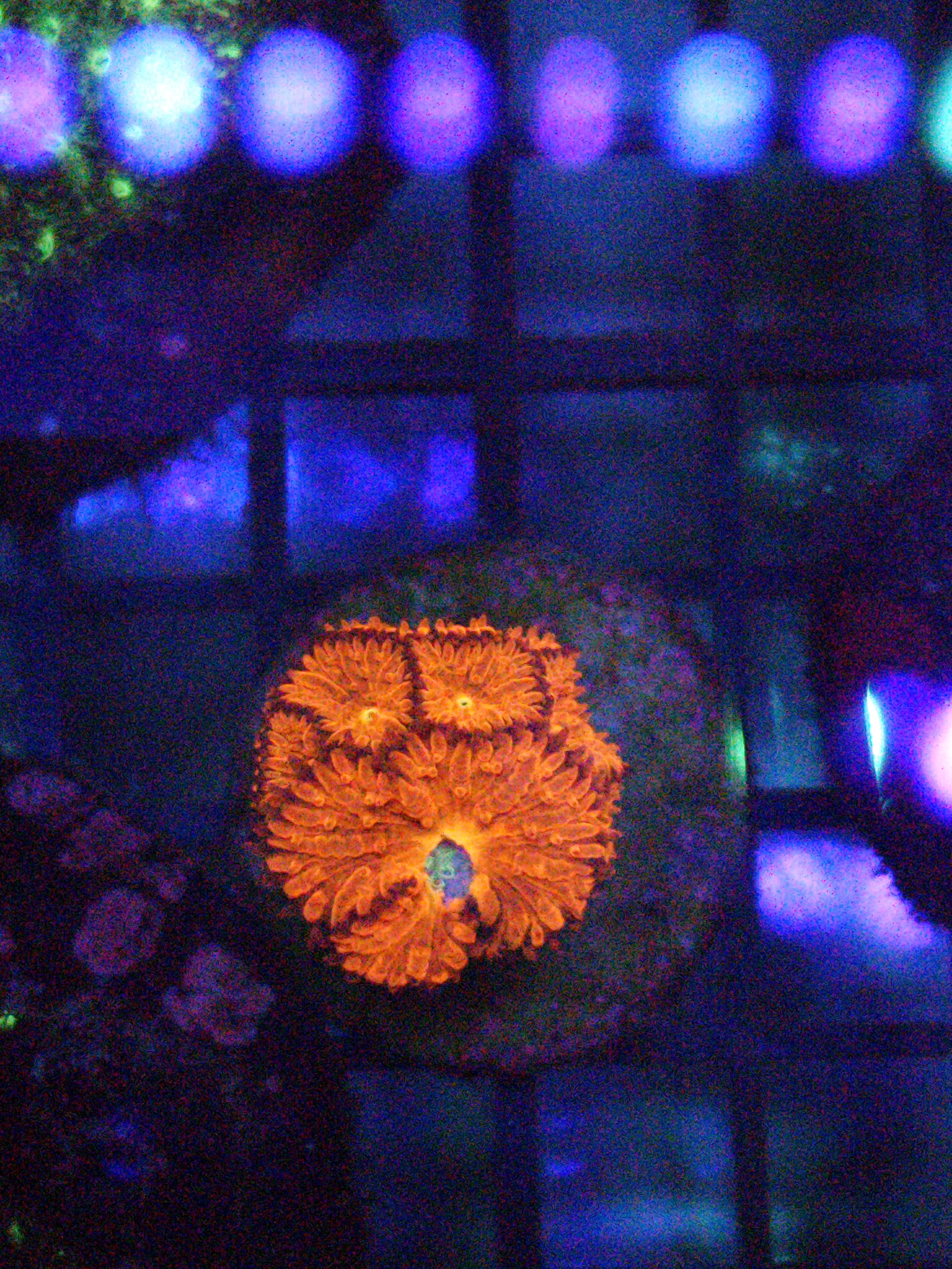 Two Corals Aquatics