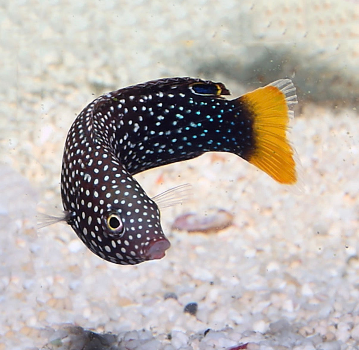 Two Corals Aquatics