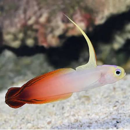 Two Corals Aquatics