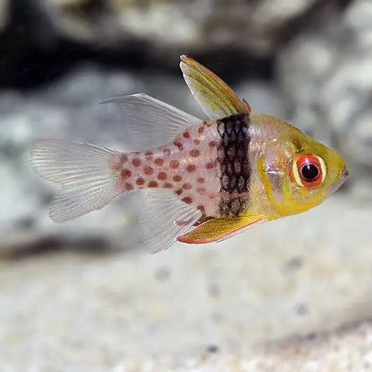 Two Corals Aquatics