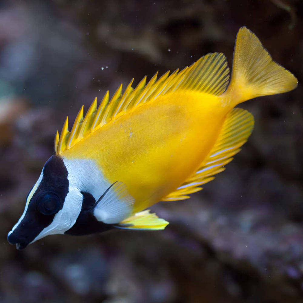 Two Corals Aquatics