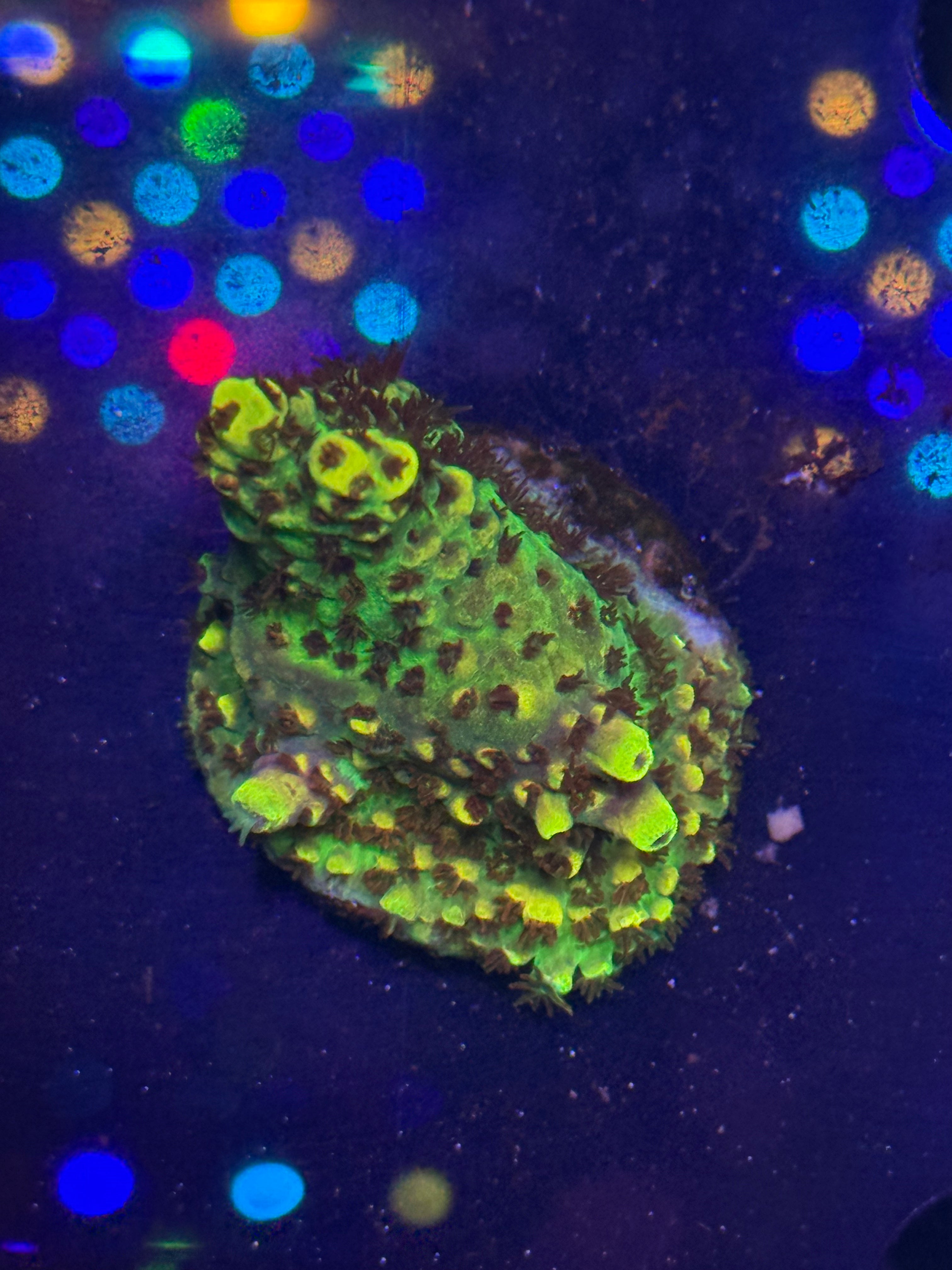 Two Corals Aquatics