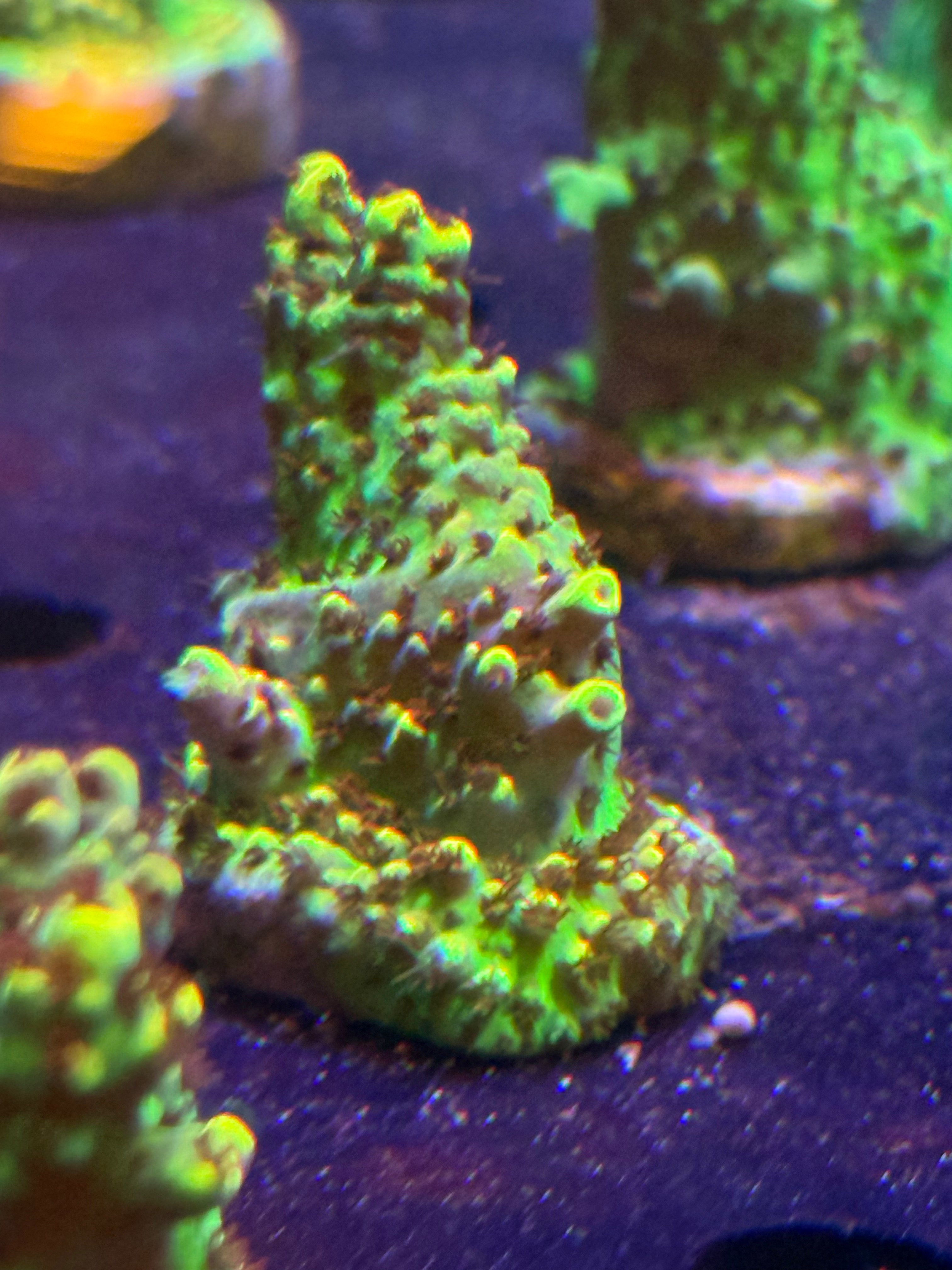 Two Corals Aquatics