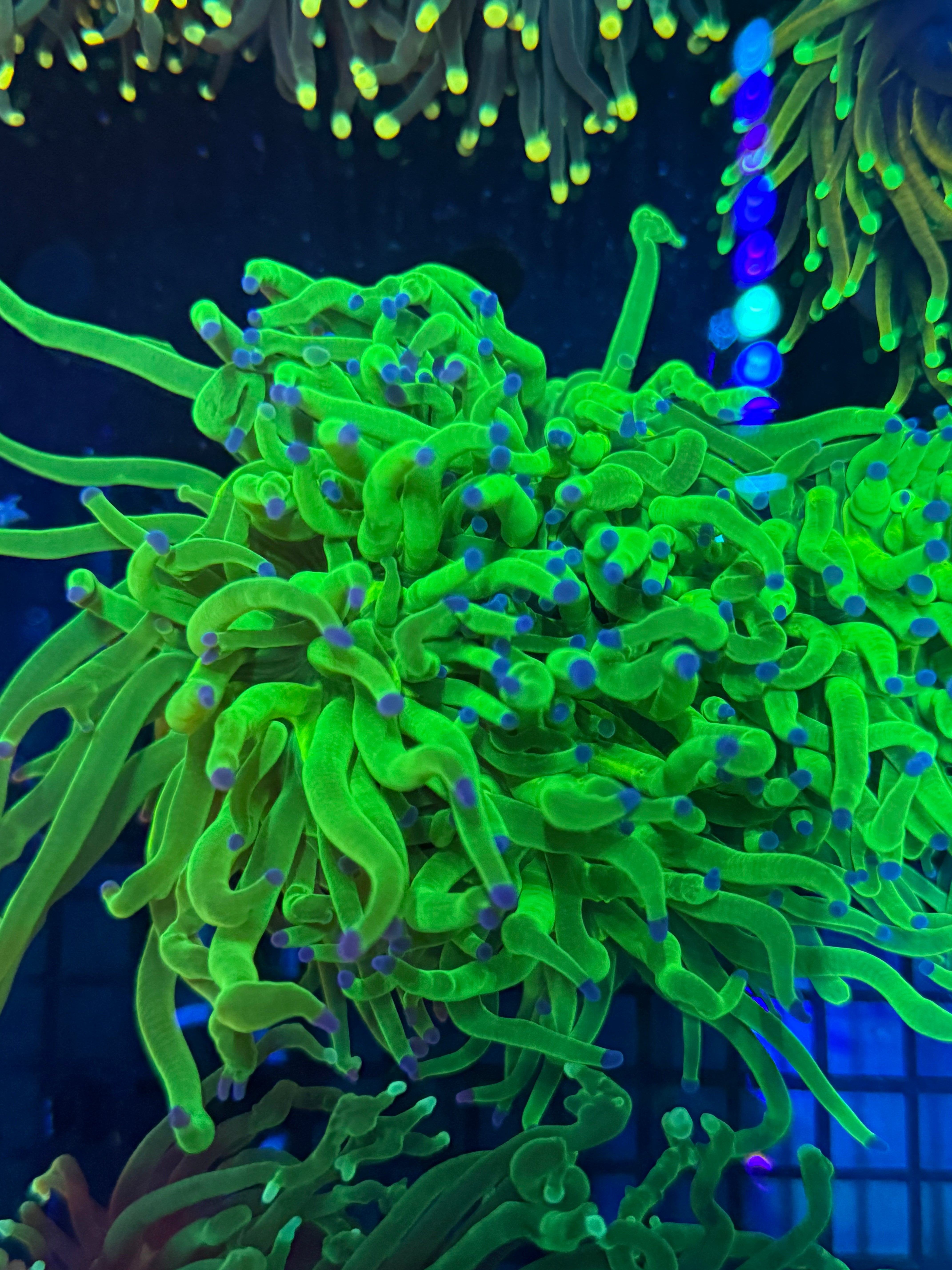 Two Corals Aquatics
