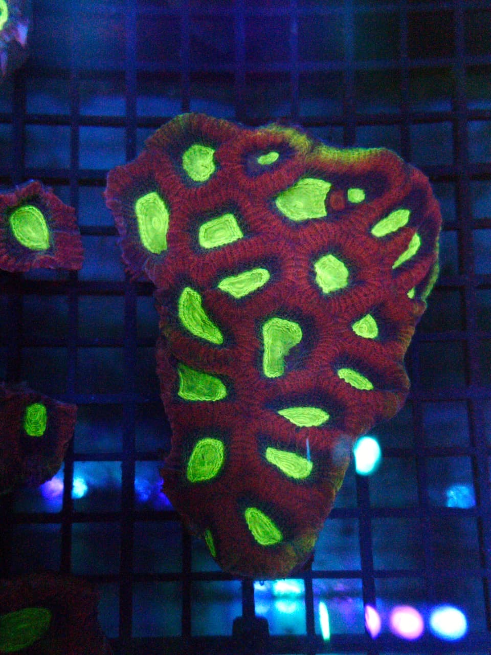 Two Corals Aquatics