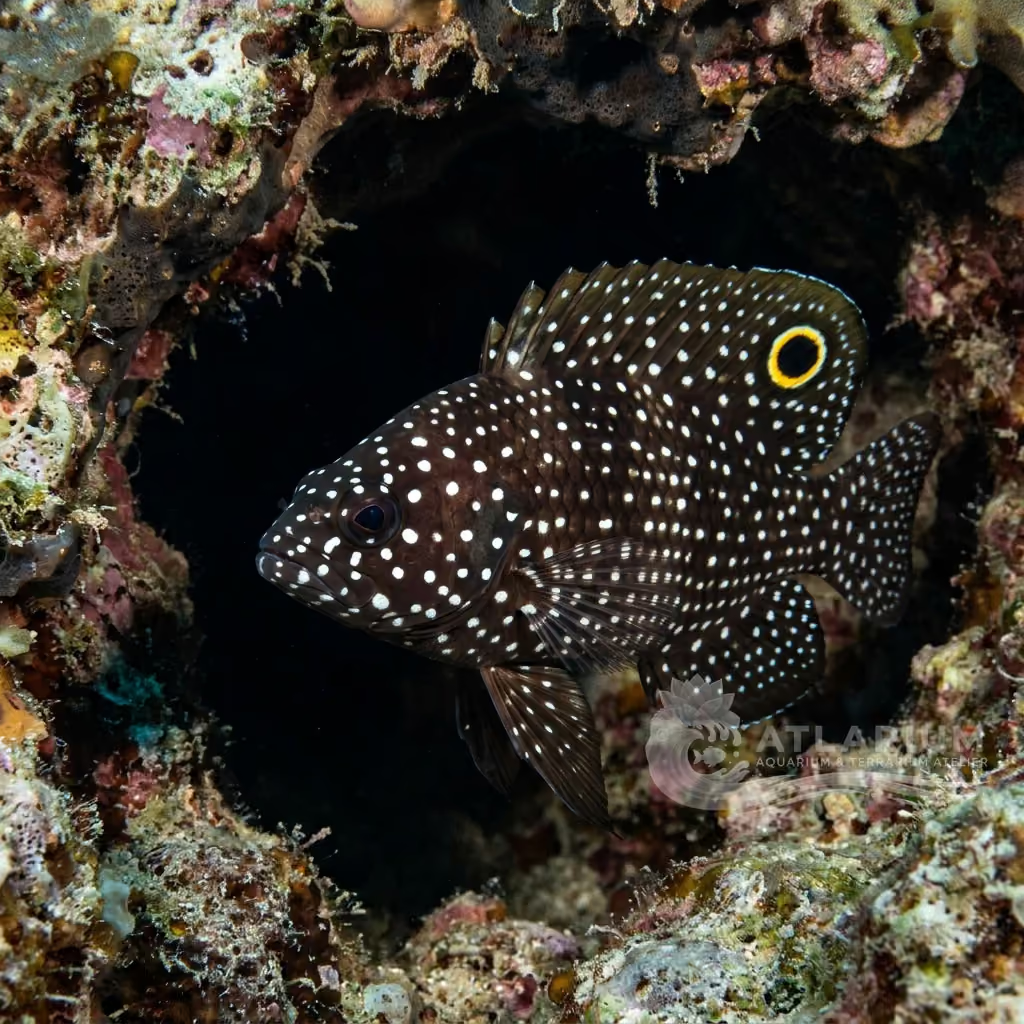 Two Corals Aquatics