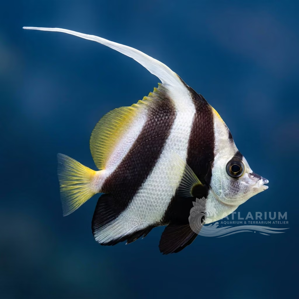 Two Corals Aquatics
