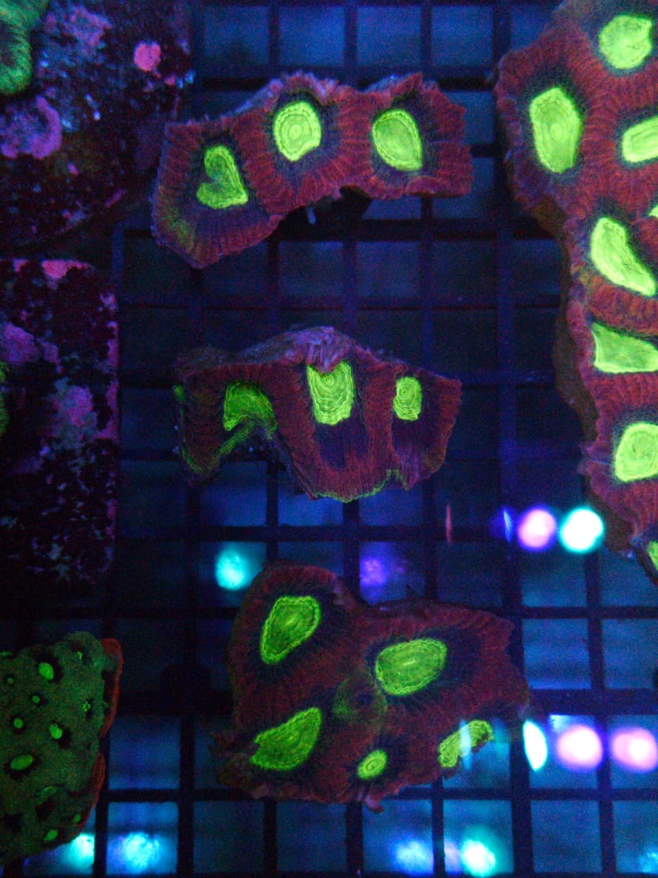 Two Corals Aquatics