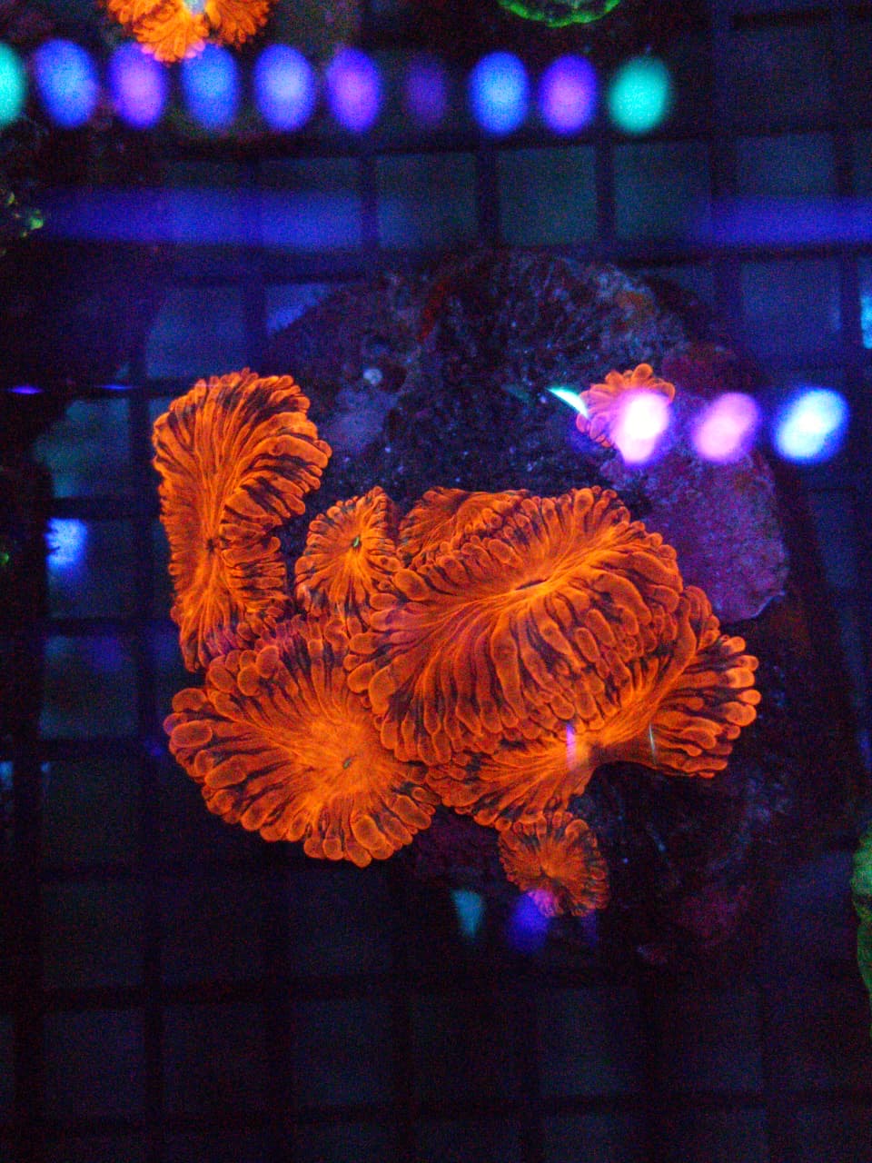 Two Corals Aquatics