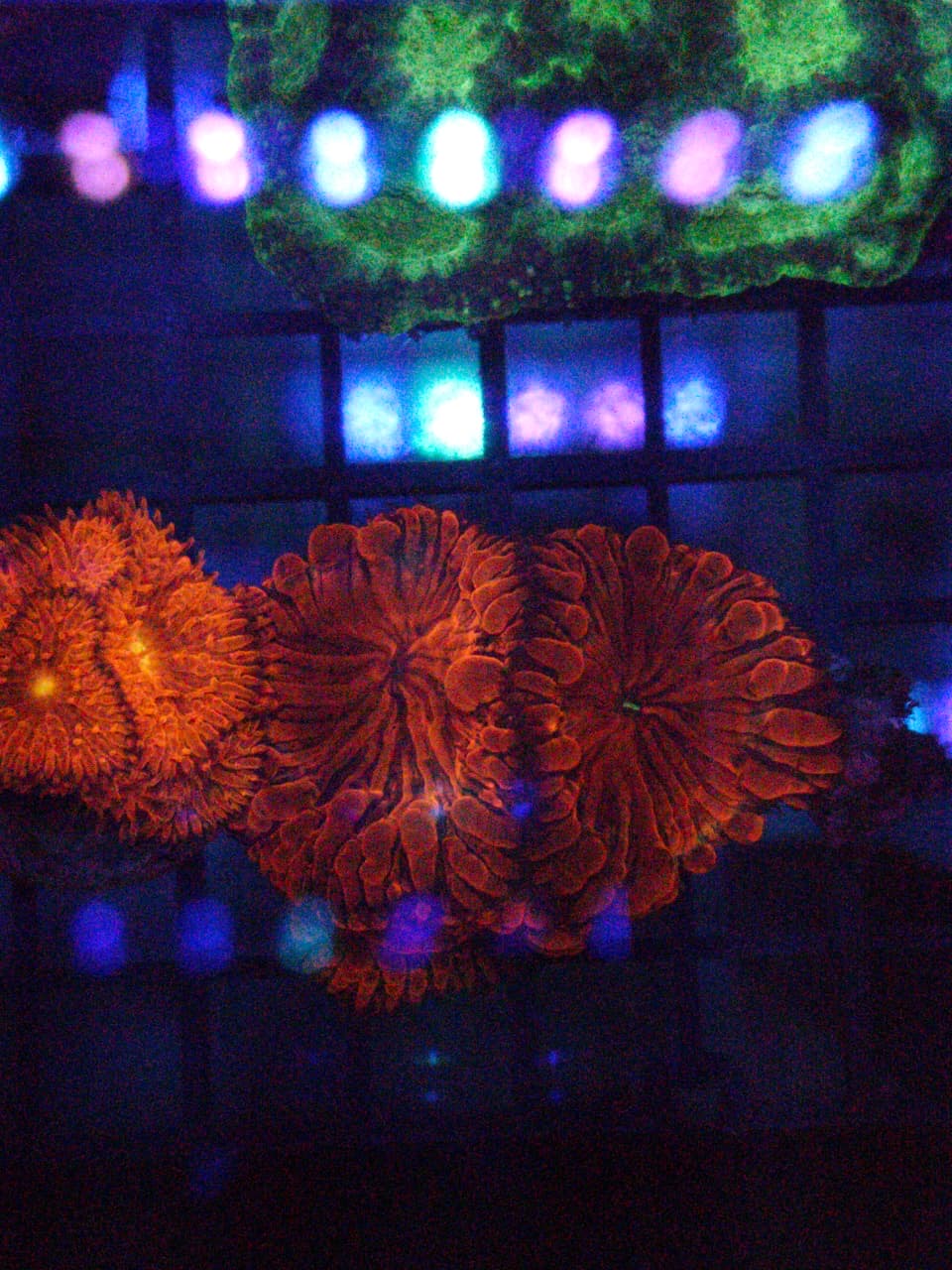 Two Corals Aquatics