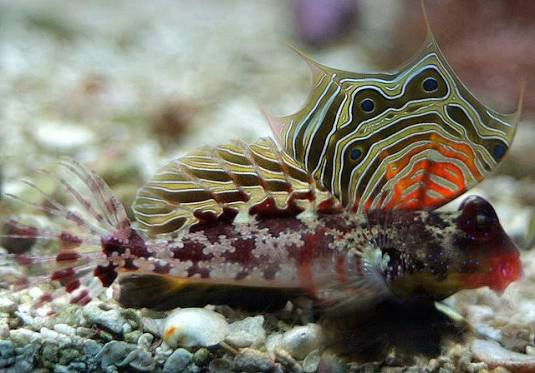 Two Corals Aquatics