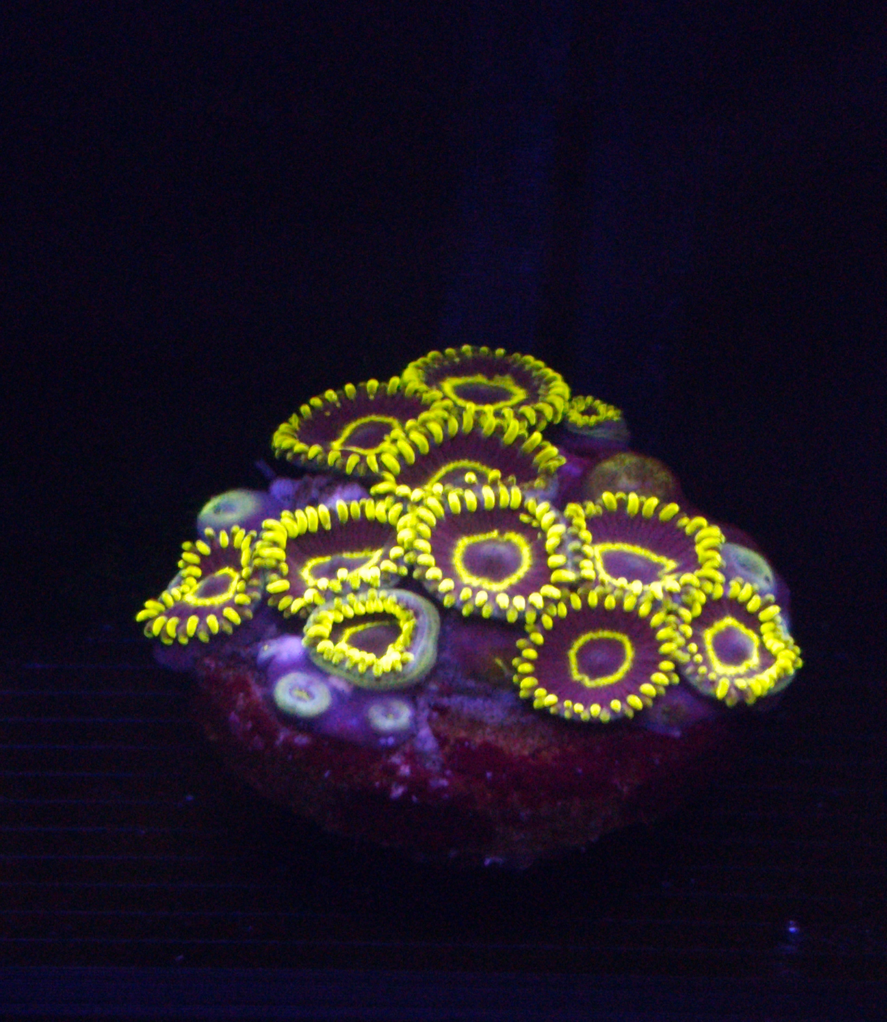 Two Corals Aquatics