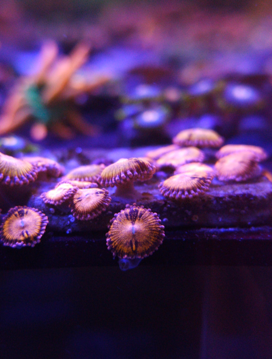 Two Corals Aquatics